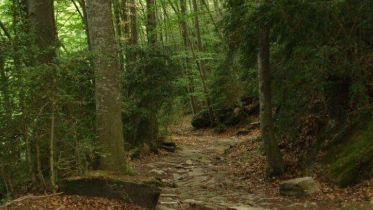 24. Camí ral Vic – Olot