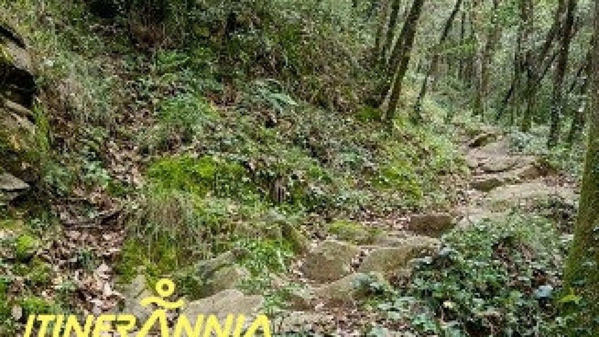 Ruta Xenacs pel camí de les Barrincoles i mirador de puig Rodó. Ruta 2 Les Preses