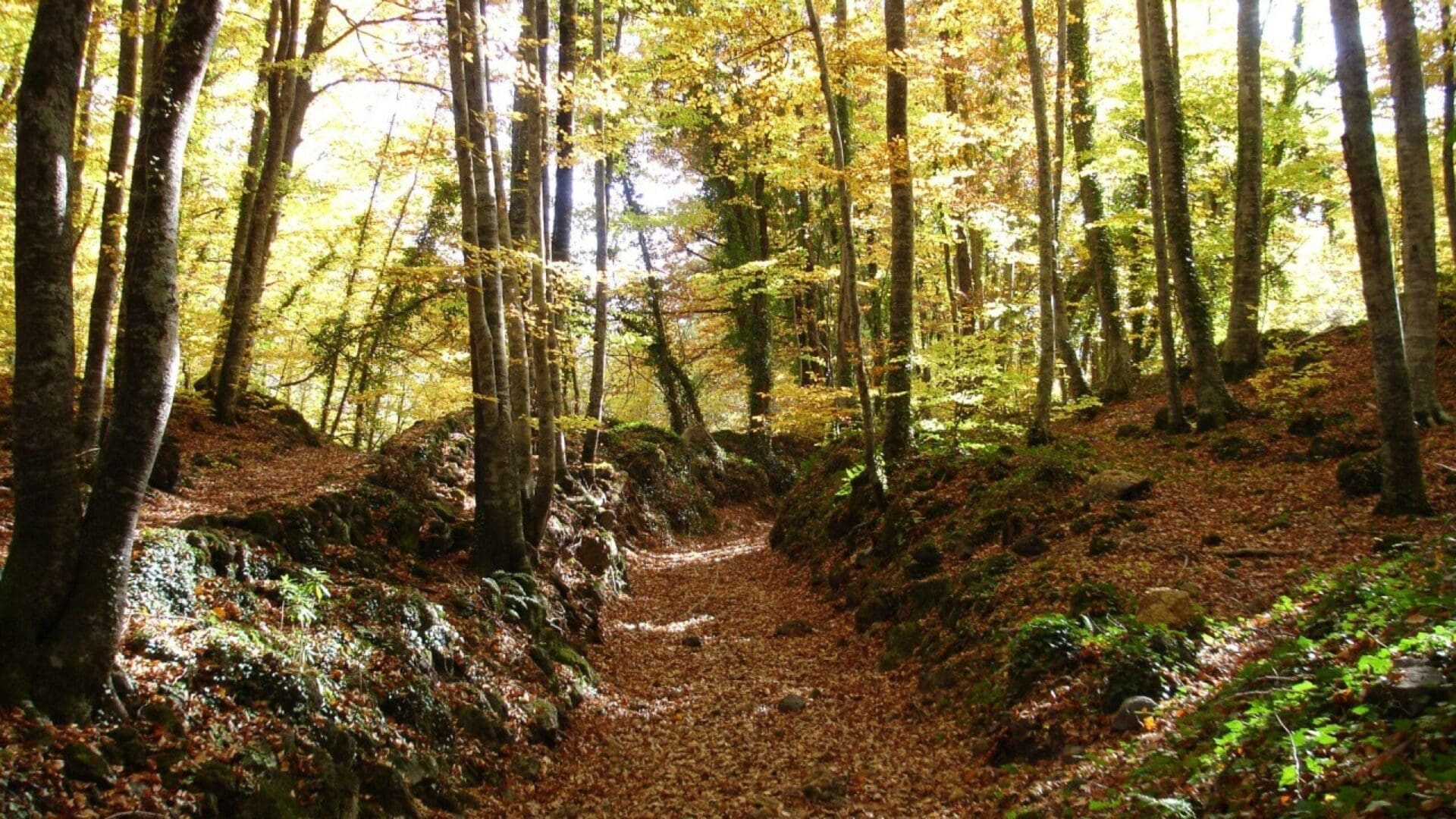 Fageda d’en Jordà – Volcà de Sta. Margarida – Volcà del Croscat. Itinerari 1 Parc Natural