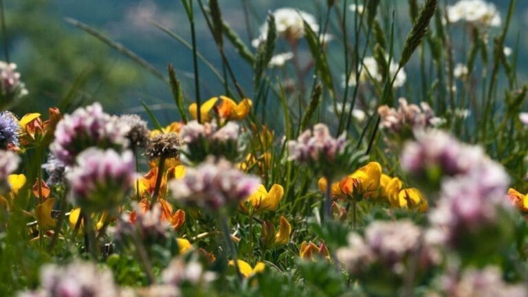 A thousand flowers in meadows and forests