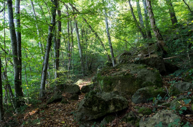 Xenacs pel camí dels Bous i mirador de puig Rodó. Ruta 3 Les Preses