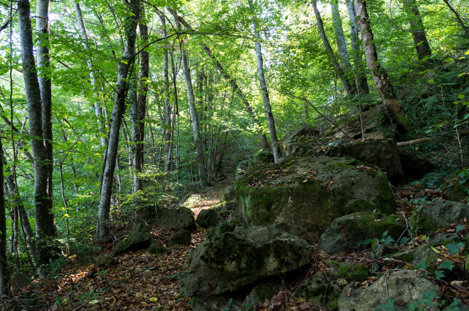 Xenacs pel camí dels Bous i mirador de puig Rodó. Ruta 3 Les Preses