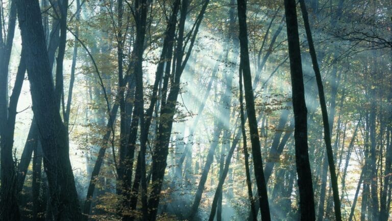 La Fageda de nit