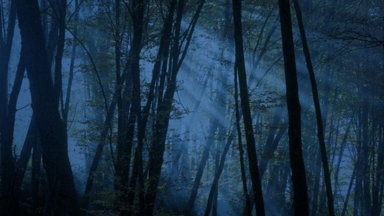 Nit de lluna a la Fageda