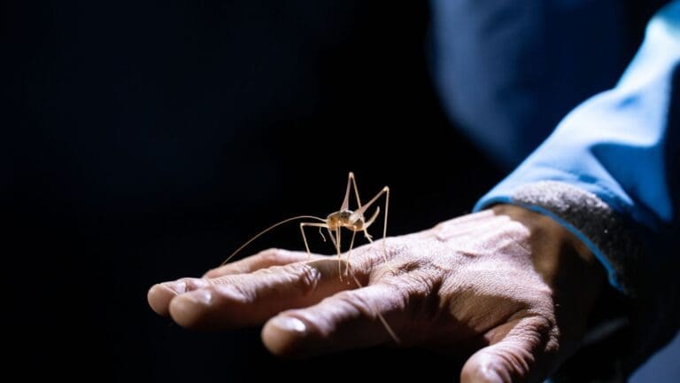 Octobre : Petites bêtes de nuit  