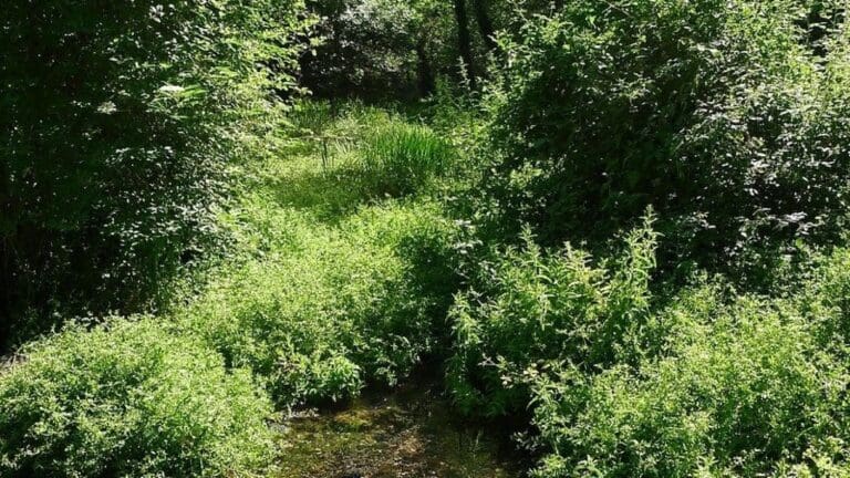 Août : Couleurs de vert  
