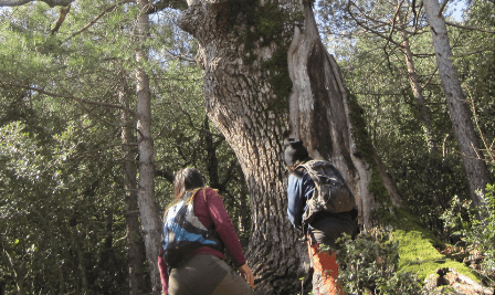 La serra dels arbres centenaris