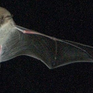 Converses de ratpenats