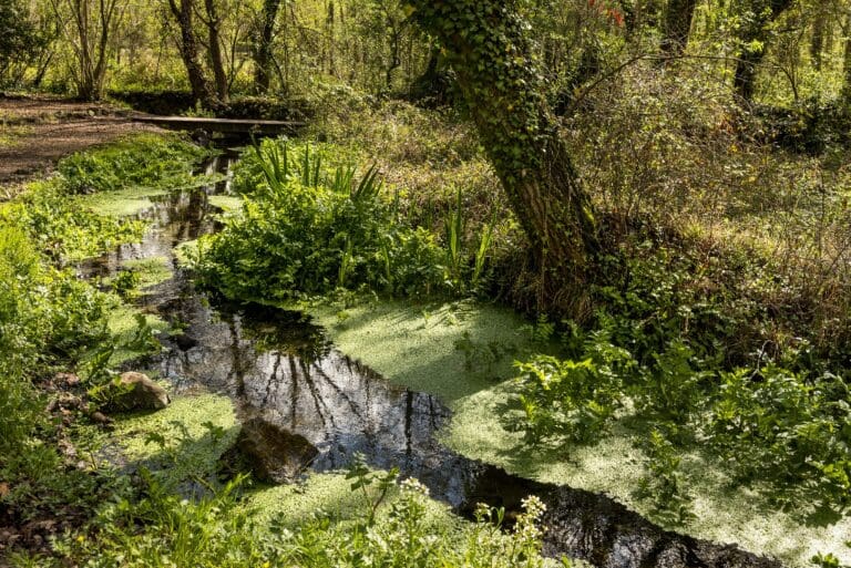 Aiguamolls de la Moixina