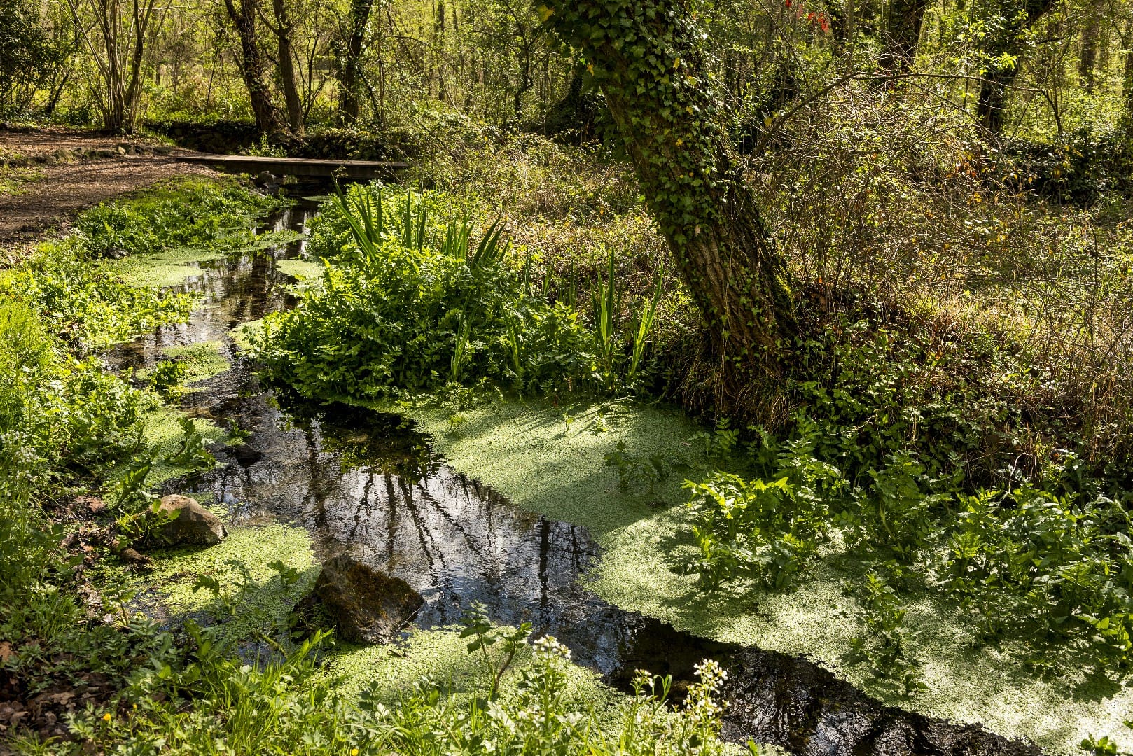 Aiguamolls de la Moixina