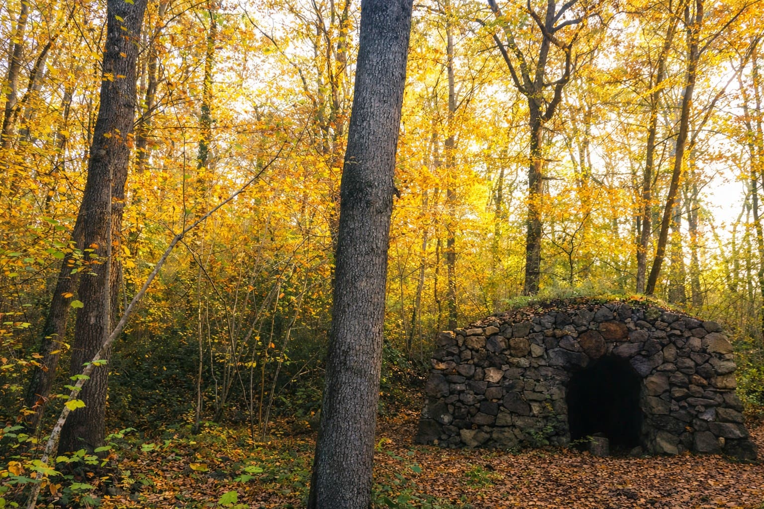 Bosc terapèutic singular de can Serra «Salvador Grau»