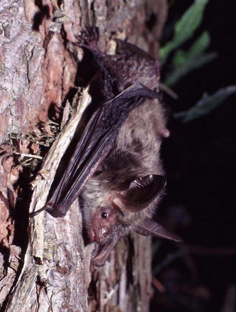 Conversations with bats