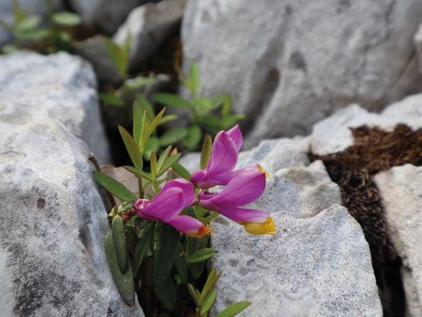 Flora endèmica de l’Alta Garrotxa: Polygaloides vayredae