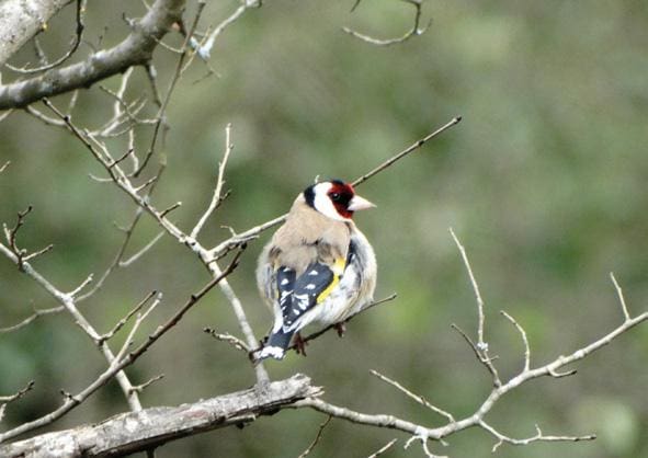 Qui vola per la Moixina?