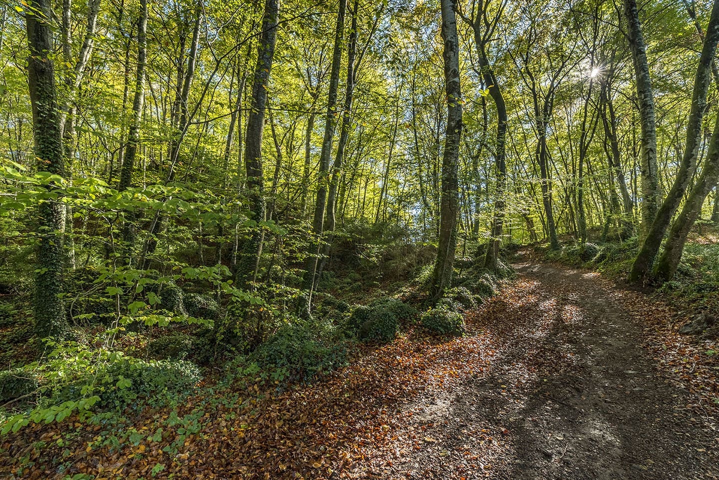 Guided tour of the Fageda d'en Jordà