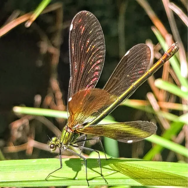 ✨Protegir la natura és preservar milers de petites meravelles.✨

📍 La Garrotxa
📸 @lourdes.febrer 

@itinerannia_senders @consorci.enpaltagarrotxa @pngarrotxa @costabravapirineu @visitpirineus @catalunyaexperience @descobreixcatalunya