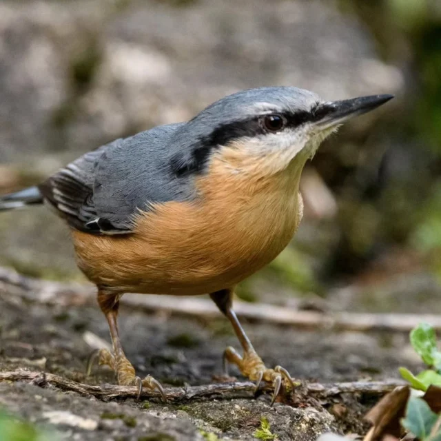 🐦 Petit, inquiet i sorprenent. 
El pica-soques blau és un dels ocells més singulars que podem observar als boscos de la Garrotxa. Amb el seu característic dors blau grisós i la seva habilitat per enfilar-se pels troncs tant amunt com avall, és tot un especialista dels boscos madurs de roures i faigs.

📍 La Garrotxa
📸 @llsalles

@itinerannia_senders @consorci.enpaltagarrotxa @pngarrotxa @costabravapirineu @visitpirineus @catalunyaexperience @descobreixcatalunya