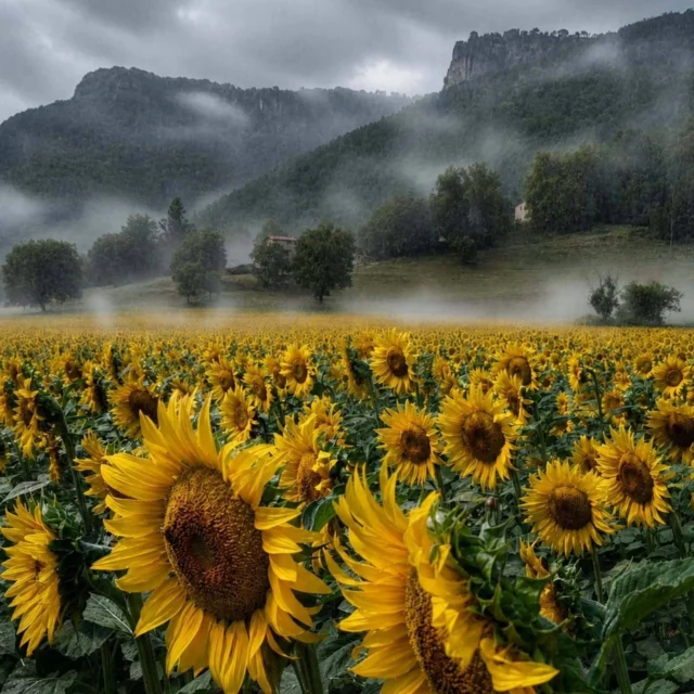 Hi ha paisatges que mai no deixen de sorprendre 🌻

Quan sembla que ja la coneixes, arriba un camp de gira-sols, un cel carregat de núvols i una llum que transforma completament el paisatge.

Això és la Garrotxa: una destinació viva, que canvia amb cada estació i que convida a tornar-hi una vegada i una altra per descobrir-la amb una mirada nova 🌿

📍La Vall d'en Bas
📸@jordicarre1

@itinerannia_senders @consorci.enpaltagarrotxa @pngarrotxa @costabravapirineu @visitpirineus @catalunyaexperience @descobreixcatalunya