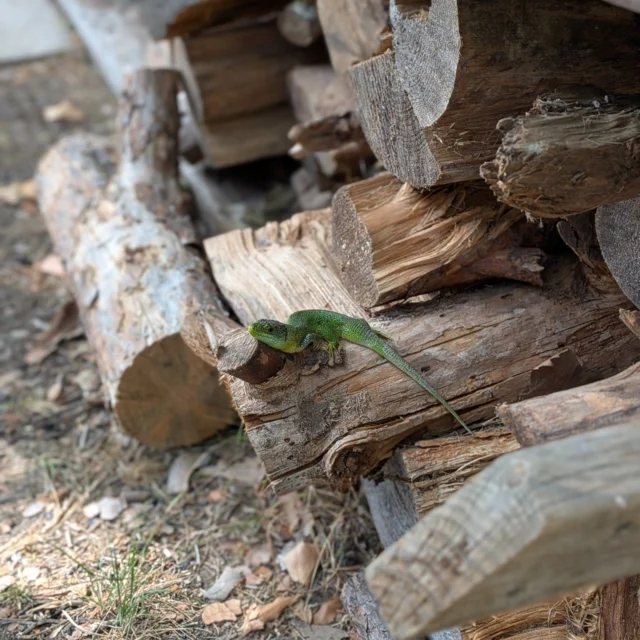 🦎 Entre boscos, murs de pedra i piles de llenya, hi ha petits habitants que fan de la Garrotxa casa seva.

El lluert occidental és un dels rèptils més emblemàtics del nostre territori. Amb el seu intens color verd i la seva agilitat, és un gran indicador de la bona salut dels ecosistemes que l'envolten 🌿

📸@maspinedaoix

@itinerannia_senders @consorci.enpaltagarrotxa @costabravapirineu @visitpirineus @catalunyaexperience @descobreixcatalunya