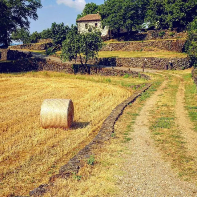 🌾 El daurat dels rostolls, les bales de palla, els camins rurals i les masies dibuixen una estampa que parla de feina, de tradició i d'una manera d'entendre el territori.

A la Garrotxa, el paisatge no és només un decorat. És el resultat de generacions de pagesos que, amb la seva feina diària, han modelat un mosaic de camps, boscos i prats que avui defineix la identitat de la comarca.

📍Batet de la Serra
📸 @jgalobardes 

@itinerannia_senders @pngarrotxa @costabravapirineu @visitpirineus @catalunyaexperience @descobreixcatalunya