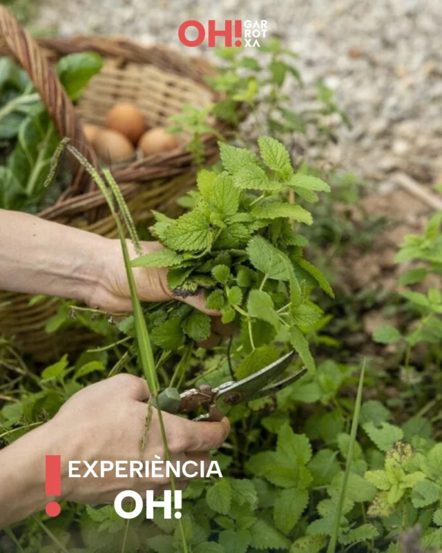 🌱 I si aquestes vacances posem les mans a la terra?

Descobrir d’on venen els aliments, aprendre a reconèixer les verdures, conèixer les plantes aromàtiques o saber quin és el millor moment per plantar un enciam...

Petits i grans poden acostar-se al món de l’hort d’una manera divertida i participativa. 🥬🌿

Una experiència per aprendre, experimentar i reconnectar amb la terra, enmig d’un entorn rural privilegiat i seguint el ritme de les estacions.

📆 Caps de setmana, ponts i estiu
🕒 1h (per persones allotjades al @masgarganta_ 
⭐ Dificultat baixa
ℹ  Taller d'horticultura a Mas Garganta

Link a la bio ➡️ propostes per gaudir de la Garrotxa

@pngarrotxa @consorci.enpaltagarrotxa  @costabravapirineu @visitpirineus @descobreixcatalunya @catalunyaexperience